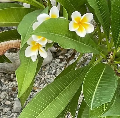 Sunset View Penthouse 2 Bedrooms Tatlisu 公寓 *