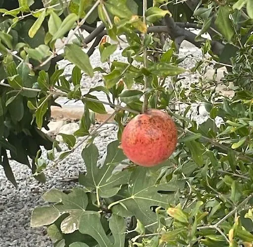 Sunset View Penthouse 2 Bedrooms Tatlisu 公寓 Akanthou